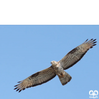 گونه سارگپه جنگلی European Honey Buzzard